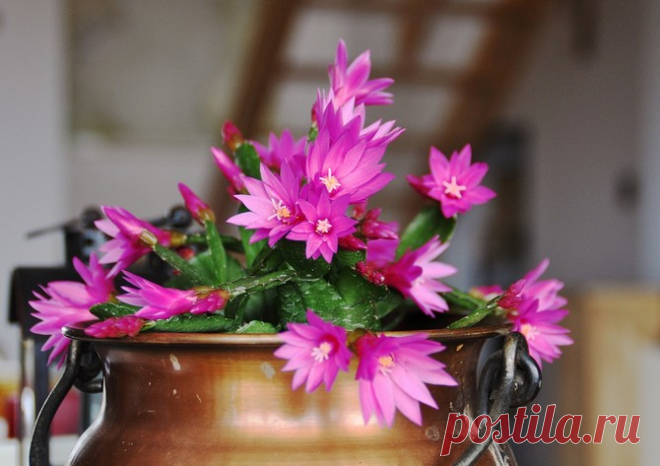 Рипсалидопсис из семейства кактусовых