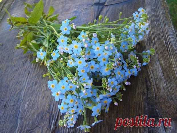 Одноклассники
