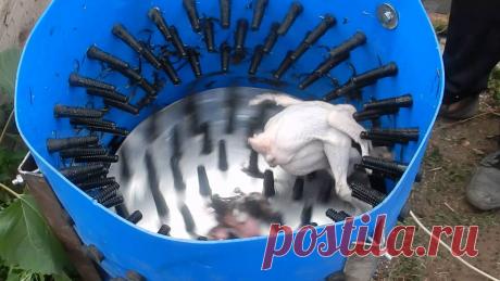 Сегодня существует множество перосъемных аппаратов, функционирующих посредством электрических двигателей. Они запитываются от стандартной розетки. Автоматическое ощипывание базируется на силе трения. Съем пуха и перьев осуществляется благодаря воздействию специализированных вращающихся насадок. Они выполнены в виде длинных штырей из резины, которые буквально сдирают перьевой покров, но не наносили вред коже. Перощипальная машина станет идеальным способом избавления пернатых от перьев.