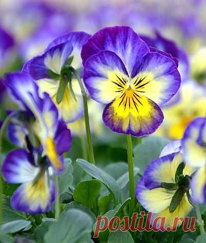 Виола Рогатая Horned Violet 'Penny Primrose Picotee'