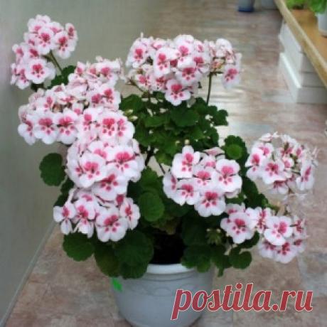 Чтобы герань всегда пышно цвела… - МирТесен