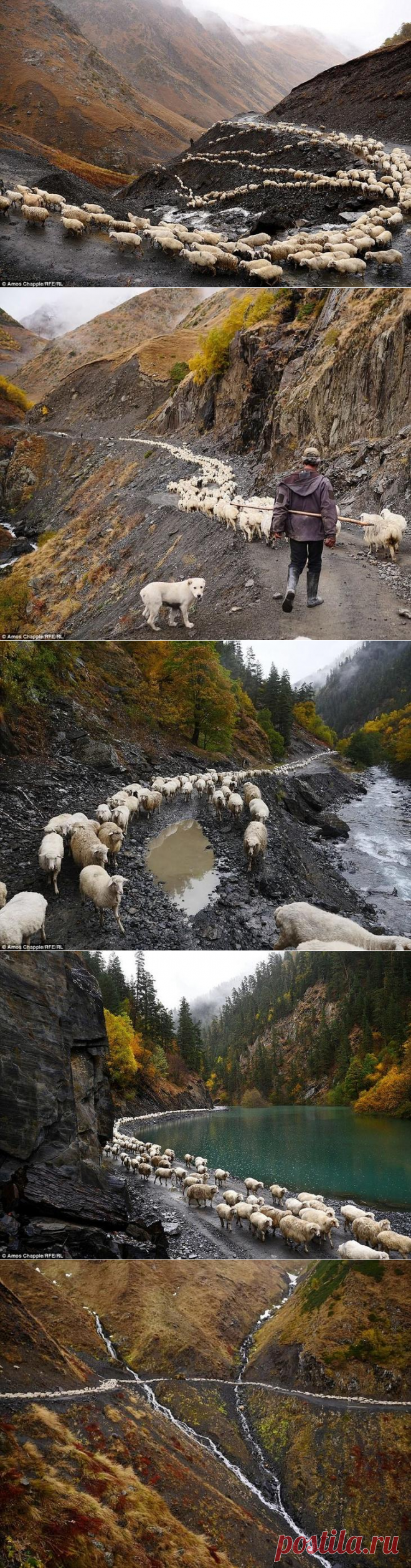 Захватывающее приключение в Грузии: перегон стада овец через перевал Абано