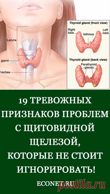 19 тревожных признаков проблем с щитовидной щелезой, которые не стоит игнорировать!

Из-за чего щитовидка может выйти из строя? Это могут быть генетические причины, аутоиммунные атаки, беременность, стресс, недостаточное питание или токсины в окружающей среде, однако эксперты в этом не очень уверены. Поскольку тиреоидных гормонов с теле полно,  диагностирование заболевания может оказаться непростой задачей. Ниже представлены признаки того, что ваша щитовидка может быть не в порядке.
