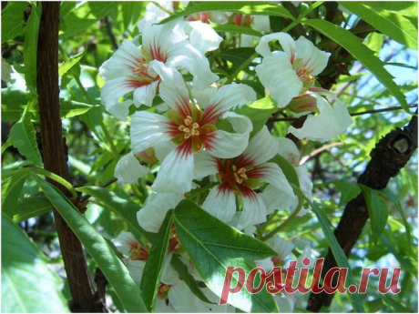 Чекалкин орех - Садоводка