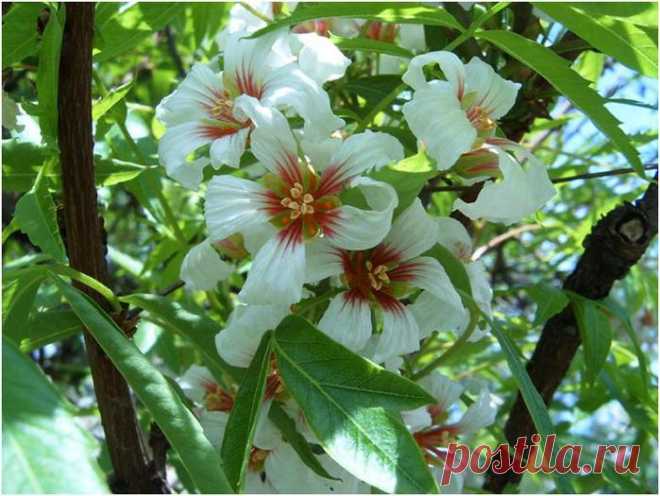 Чекалкин орех - Садоводка