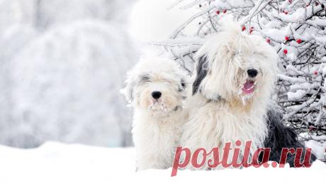 1480753909_bobtail-dog.jpg (900×506)