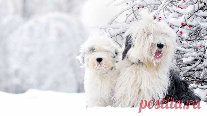 1480753909_bobtail-dog.jpg (900×506)