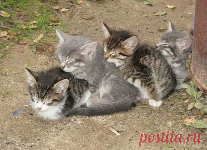 Хвостик - на подушке, на простынке - ушки!