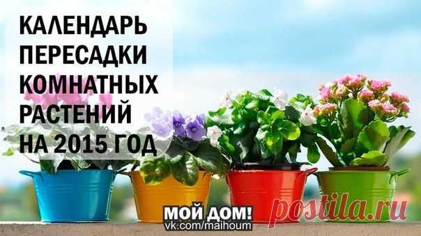 КАЛЕНДАРЬ ПЕРЕСАДКИ КОМНАТНЫХ РАСТЕНИЙ НА 2015 ГОД
