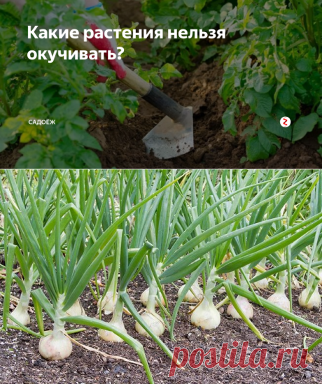 Какие растения нельзя окучивать? | садоёж | Яндекс Дзен