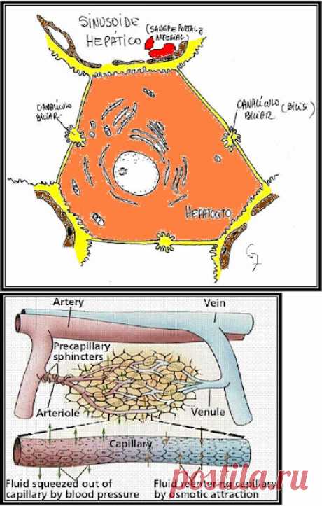 HISTOLOGÍA y EMBRIOLOGÍA HUMANA Barragán-Sánchez: IMPORTANCIA DEL ENDOTELIO CAPILAR EN LA DISTRIBUCI...