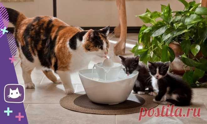 🐱Обязательно знать владелцам, чьи кошки едят сухой корм | Нос, хвост, лапы | Яндекс Дзен