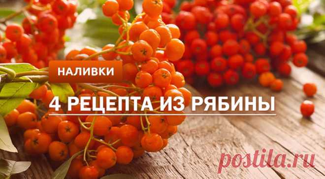 Наливка из рябины: 4 рецепта в домашних условиях