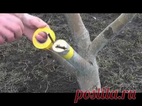 Прививка яблони.  Grafting Apple trees