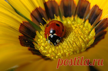 ФОТОМАСТЕРСКАЯ ПРИРОДЫ
Рачкова Неля