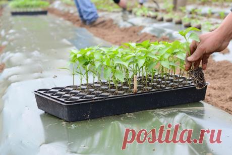 Оптимальные сроки посева семян | Дачный участок