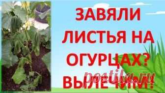ЗАВЯЛИ ЛИСТЬЯ НА ОГУРЦАХ? ВЫЛЕЧИМ!