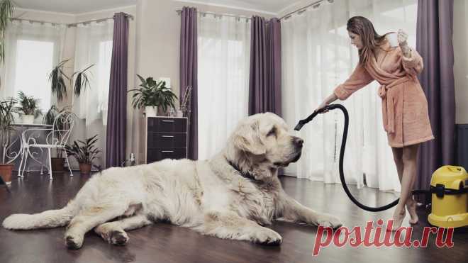 16 Biggest Dogs In The World | PressRoomVIP