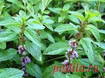 КЛИМАКС: травы вместо гормонов - Практически каждая женщина в определенный период своей жизни сталкивается с проблемами климакса. Это физиологический процесс, характеризующийся угасанием гормональной деятельности яичников и снижением выработки гормона эстрогена. Этот период жизни у женщин характеризуется прекращением возможности зачатия детей, а также нерегулярностью или полным отсутствием менструаций. 🔥 КАК ПРОЯВЛЯЕТСЯ КЛИМАКС? Чаще всего такой период наступает в возрасте с 45 лет, …