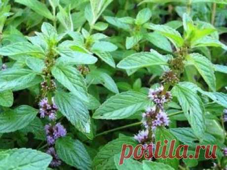 КЛИМАКС: травы вместо гормонов - Практически каждая женщина в определенный период своей жизни сталкивается с проблемами климакса. Это физиологический процесс, характеризующийся угасанием гормональной деятельности яичников и снижением выработки гормона эстрогена. Этот период жизни у женщин характеризуется прекращением возможности зачатия детей, а также нерегулярностью или полным отсутствием менструаций. 🔥 КАК ПРОЯВЛЯЕТСЯ КЛИМАКС? Чаще всего такой период наступает в возрасте с 45 лет, …