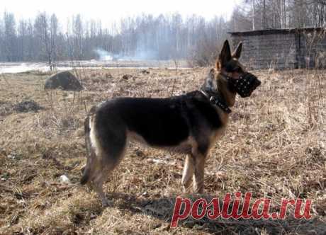 Восточноевропейская овчарка, часть 5 – Блог. Run, пользователь Марина Николаева | Группы Мой Мир