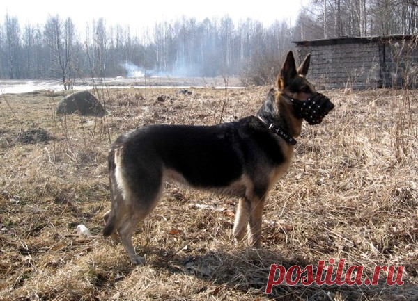 Восточноевропейская овчарка, часть 5 – Блог. Run, пользователь Марина Николаева | Группы Мой Мир