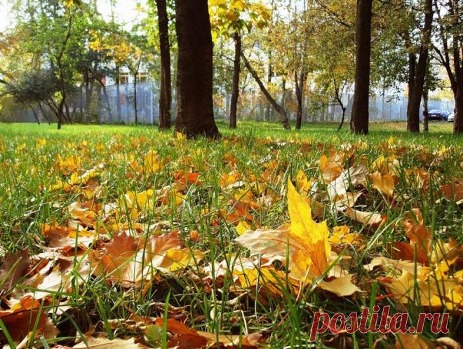 Лучшее время для посадки саженцев — начало листопада — 6 соток