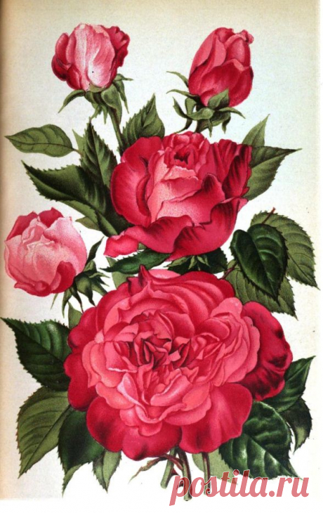 Rose Madame Phillipe Kuntz
