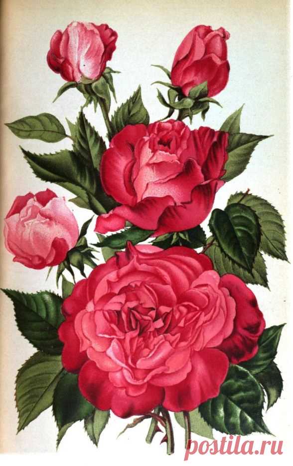 Rose Madame Phillipe Kuntz