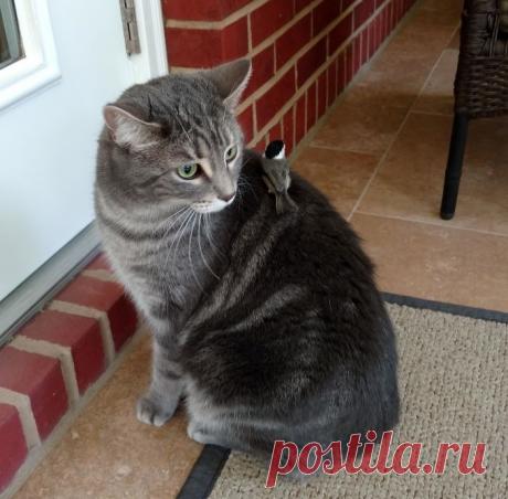 20 курьезов с птичками, которые оказались тем еще веселым хулиганьем