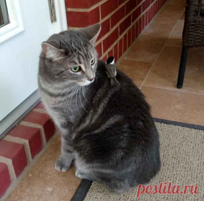 20 курьезов с птичками, которые оказались тем еще веселым хулиганьем