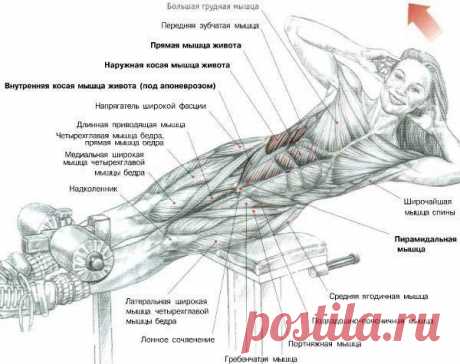 ПРЕСС. Боковые подъемы туловища на римском стуле. Основная нагрузка ложится на косую и прямую мышцы живота. Так же в этом упражнении задействована квадратная мышца поясницы