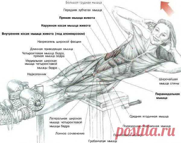 ПРЕСС. Боковые подъемы туловища на римском стуле. Основная нагрузка ложится на косую и прямую мышцы живота. Так же в этом упражнении  задействована квадратная мышца поясницы