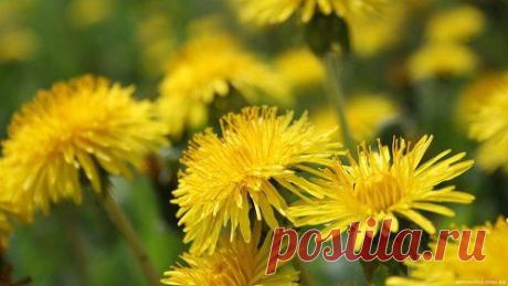 ✿✿✿ ЖивописЬ ✿✿✿Прелесть простоты ✿✿✿