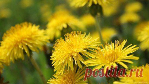 ✿✿✿ ЖивописЬ ✿✿✿Прелесть простоты ✿✿✿