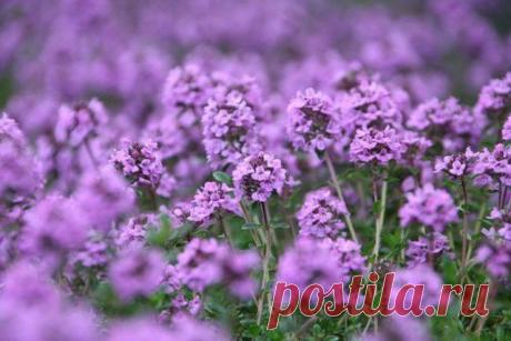 Чабрец (тимьян): особенности выращивания | Прочие многолетники (Огород.ru)