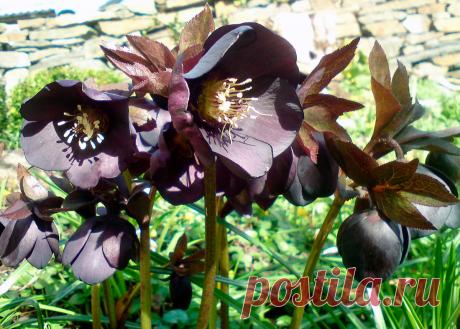 Морозник: посадка и уход, виды и сорта с фото и описанием