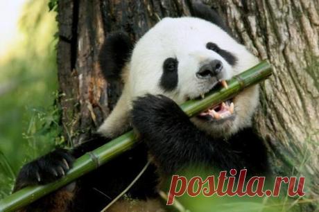 Большая панда больше не является вымирающим видом!