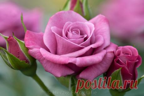 Письмо «сообщение Schamada : Очень красивые фотографии из Парка роз в Баден-Баден /Германия (02:47 29-05-2014) [3907317/326070406]» — Schamada — Яндекс.Почта