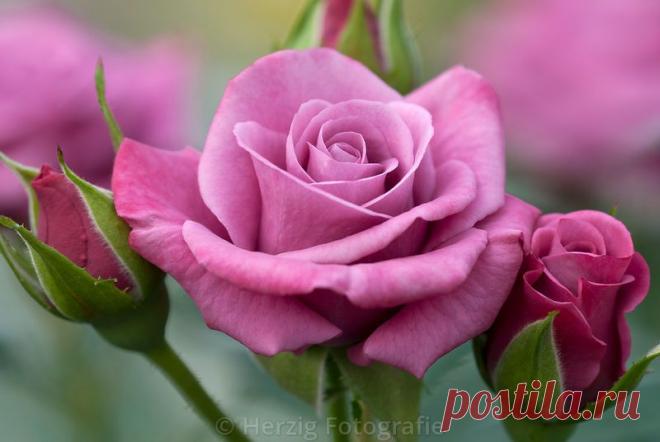 Письмо «сообщение Schamada : Очень красивые фотографии из Парка роз в Баден-Баден /Германия (02:47 29-05-2014) [3907317/326070406]» — Schamada — Яндекс.Почта