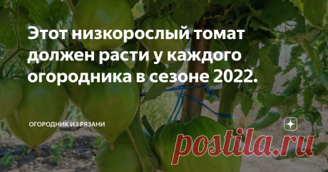 Этот низкорослый томат должен расти у каждого огородника в сезоне 2022. Добрый день, дорогие садоводы и огородники!  А к нам в Рязань пришла аномальная жара, сегодня днем было +31°С, помидоры созревают не по дням, а по часам. Поэтому я с трудом успеваю собирать и перерабатывать урожай.  Вы часто спрашиваете у меня про детерминантные томаты, именно низкорослые сорта набирают популярность в последнее время.  И сегодня расскажу вам о самом интересном сорте.  Гном фиолетовое с...
