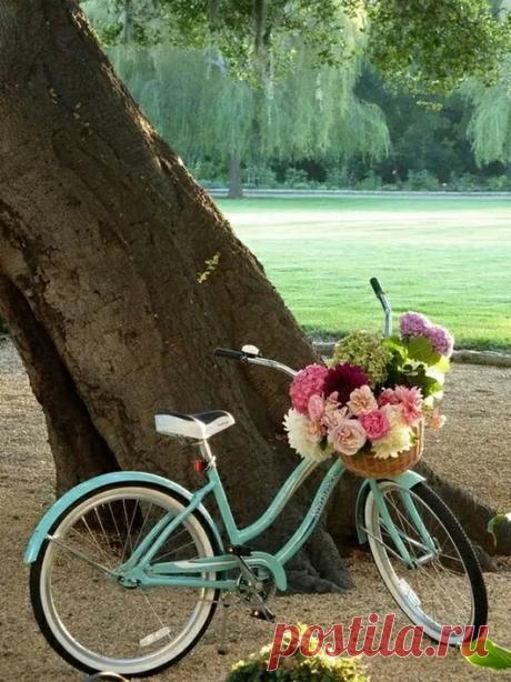 ROSES & KINGDOM OF NATURE – Google+