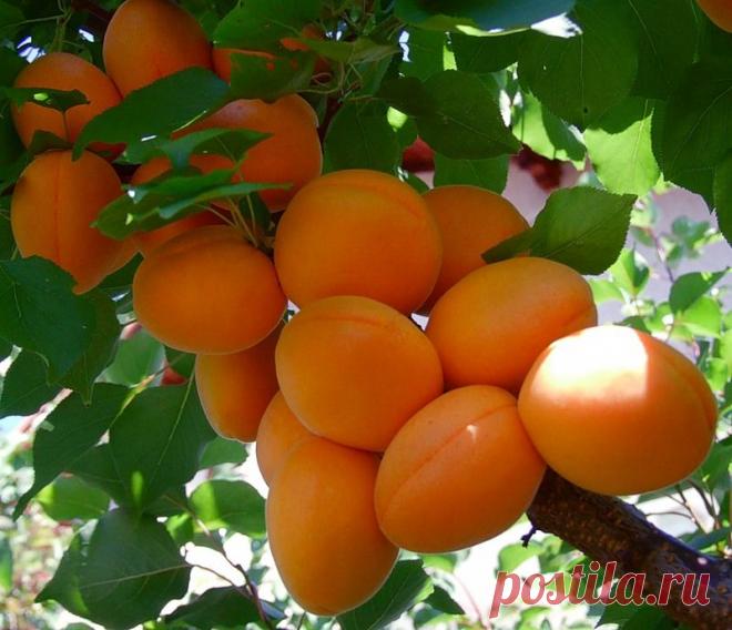 Напоминание об уходящем лете...