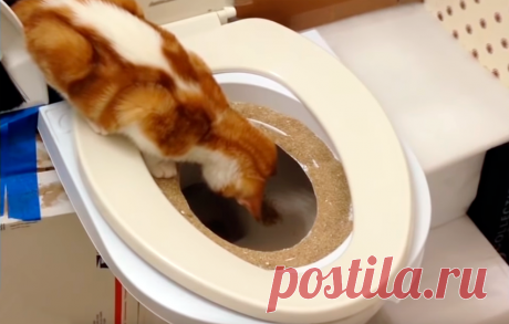 Как за 2 недели приучить кошку ходить на унитаз. Самый простой и надежный способ. | ПРОСТЫЕ ХИТРОСТИ | Яндекс Дзен