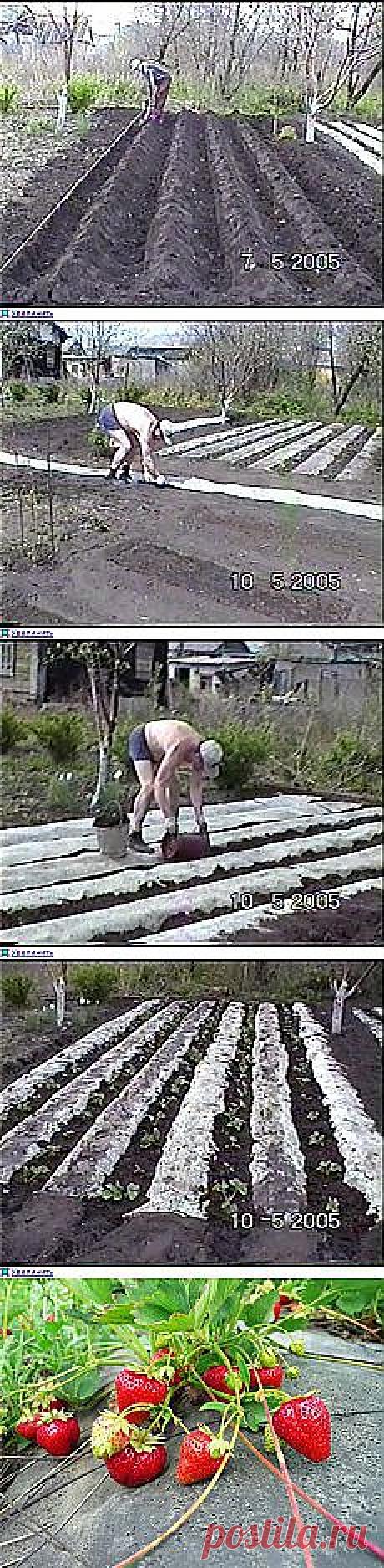 Поиск на Постиле: выращивание ягод