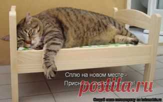 Одноклассники