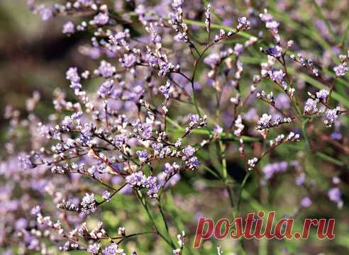 Растения - долгожители
