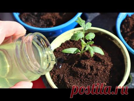 Советская натур подкормка после которой рассада прет как на протеинах! И никакой покупной химии!