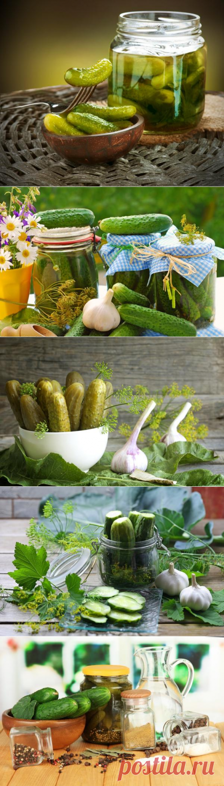 Секреты заготовки соленых и маринованных огурцов!