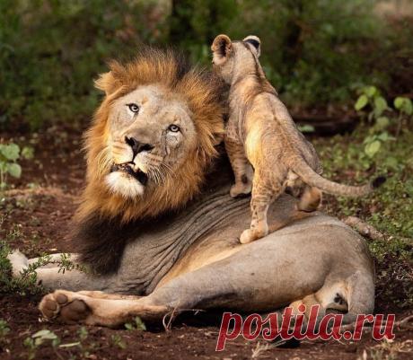 Смешная дикая природа